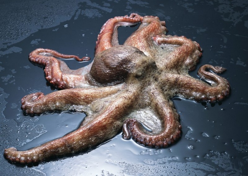 Eel squid octopus picture