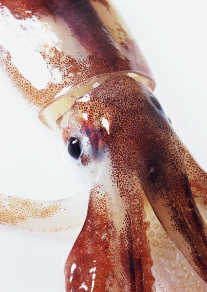 Picture of seafood ingredient squid