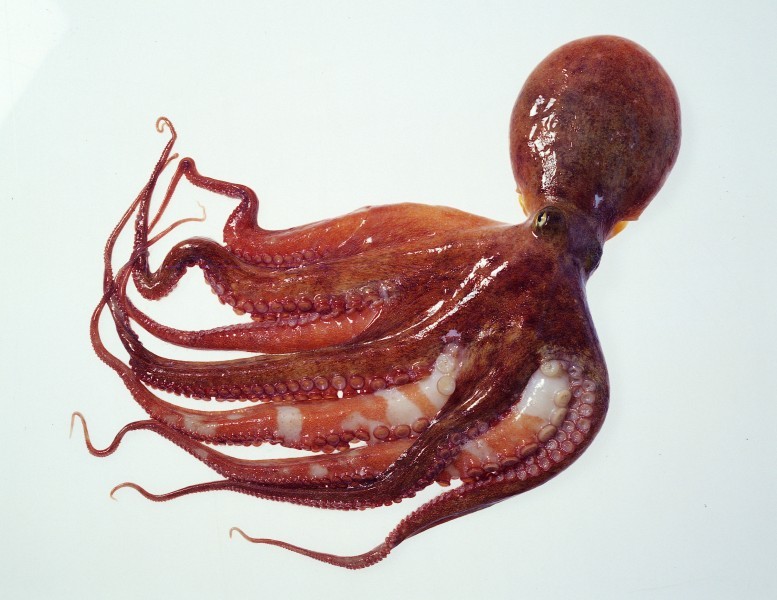 Picture of seafood ingredient squid