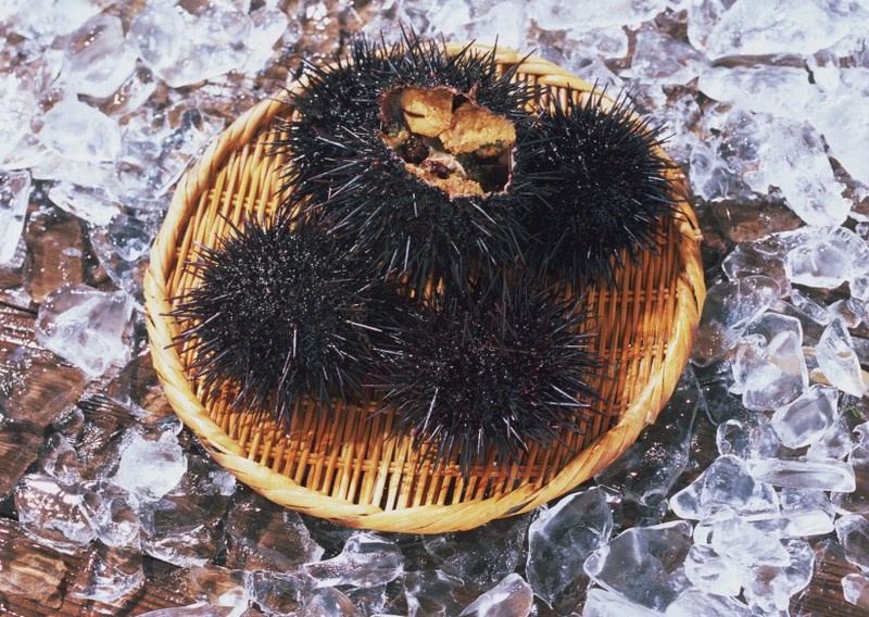 Fresh sea urchin images