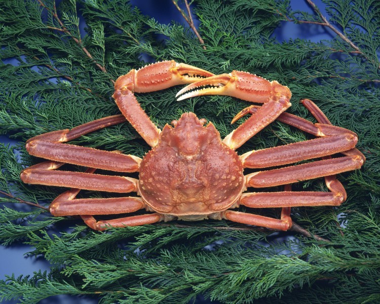 Delicious pictures of big crabs