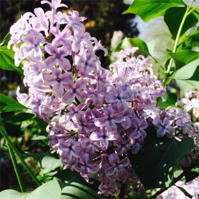 Lilac Blossom Beautiful and Artistic Picture 2021 Selected Sadness Cannot be Teared Away and Endless Flowing