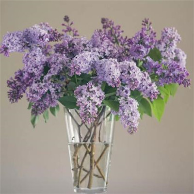 Lilac Blossom Beautiful and Artistic Picture 2021 Selected Sadness Cannot be Teared Away and Endless Flowing