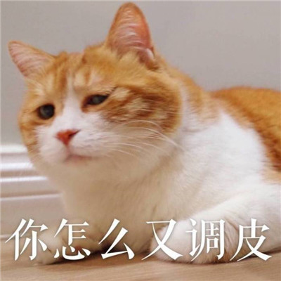 2021 Cute Cat with Words Funny Avatar QQ Group Avatar I Grow from a Little Cute to a Big Cute