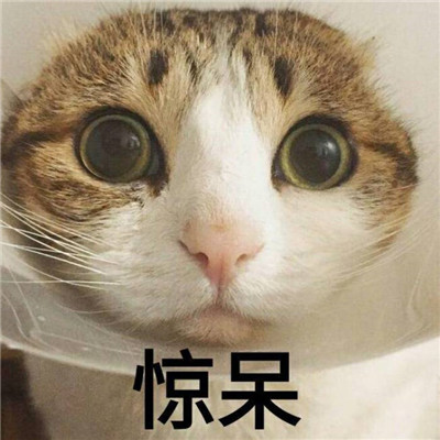 2021 Cute Cat with Words Funny Avatar QQ Group Avatar I Grow from a Little Cute to a Big Cute