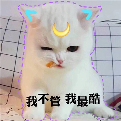 2021 Cute Cat with Words Funny Avatar QQ Group Avatar I Grow from a Little Cute to a Big Cute