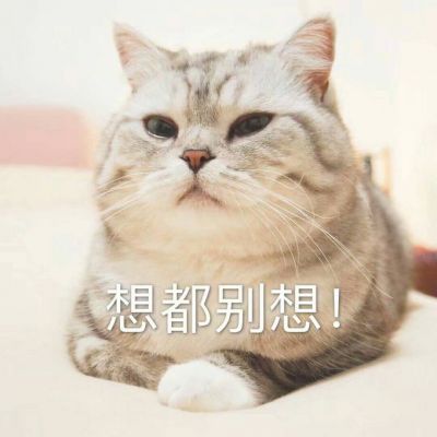 Super Cute Cat Picture Complete Collection Cute with Words 2021 Latest Inspiration Always Smarter than Anger