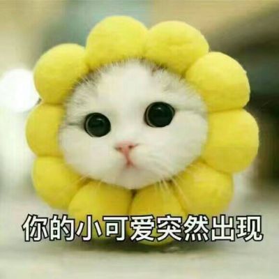 Super Cute Cat Picture Complete Collection Cute with Words 2021 Latest Inspiration Always Smarter than Anger