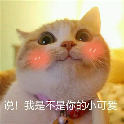 Stupid, cute, and cute cat star human avatar with words in high-definition picture. Life hasn't even started yet, and I'm already tired of sweetness