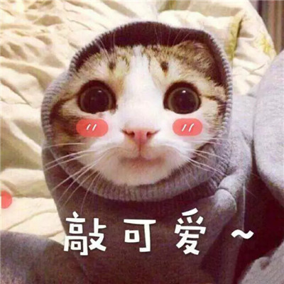 Stupid, cute, and cute cat star human avatar with words in high-definition picture. Life hasn't even started yet, and I'm already tired of sweetness