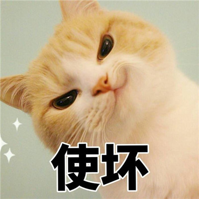 Stupid, cute, and cute cat star human avatar with words in high-definition picture. Life hasn't even started yet, and I'm already tired of sweetness