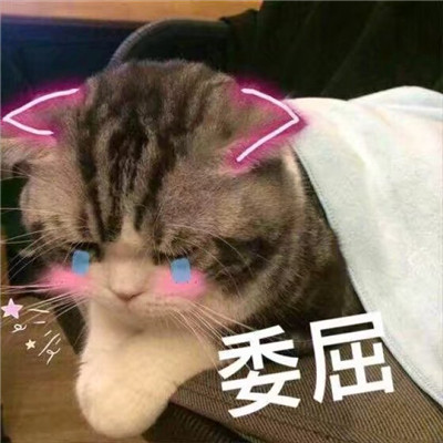 Stupid, cute, and cute cat star human avatar with words in high-definition picture. Life hasn't even started yet, and I'm already tired of sweetness