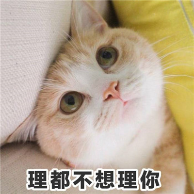 Stupid, cute, and cute cat star human avatar with words in high-definition picture. Life hasn't even started yet, and I'm already tired of sweetness