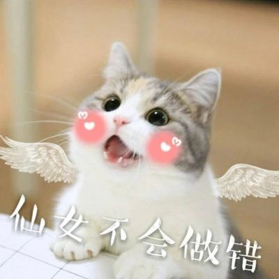 Cute Cat Avatar with Words in High Definition 2021 Latest Hearts to People: You're True, I'm True