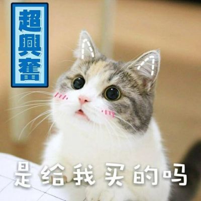 Cute Cat Avatar with Words in High Definition 2021 Latest Hearts to People: You're True, I'm True