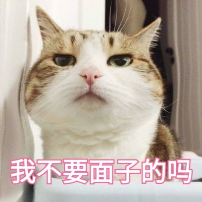 带字头像-可爱猫咪头像带字高清2021最新 人心对人心你真我就真(12)