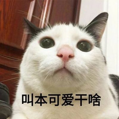 带字头像-可爱猫咪头像带字高清2021最新 人心对人心你真我就真(10)