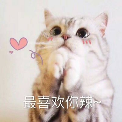 Cute Cat Avatar with Words in High Definition 2021 Latest Hearts to People: You're True, I'm True