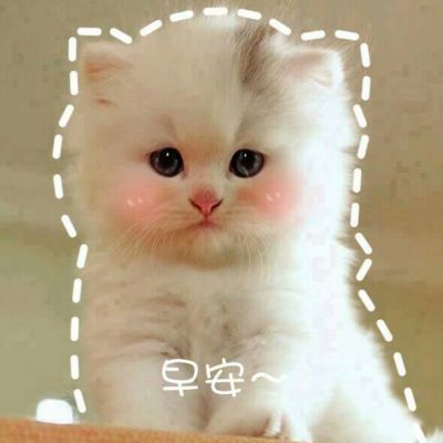 The latest collection of funny and fun animal avatars with characters, high-definition cute and cute little cat avatars