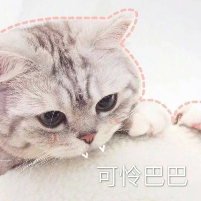 Cute Cat with Character Avatar, Funny Picture Collection 2021: Reaching Out for Mistakes and Shrinking for Missing Out