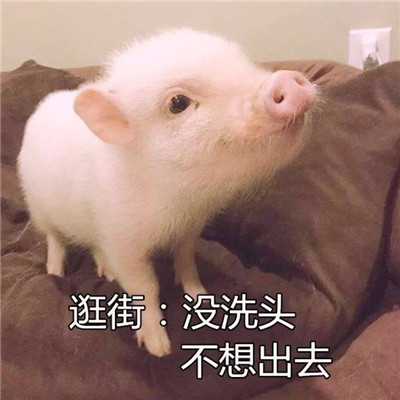 Cute and exquisite pig avatar with words in high-definition, lazy and cute pig avatar that doesn't want to go out