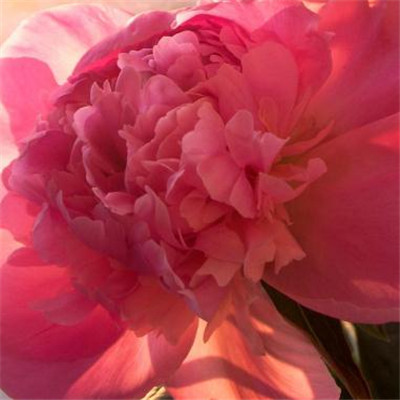 The most auspicious and beautiful profile picture on WeChat, peony, rich and noble, blooming peony picture, WeChat profile picture