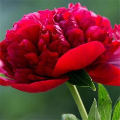 The most auspicious and beautiful profile picture on WeChat, peony, rich and noble, blooming peony picture, WeChat profile picture