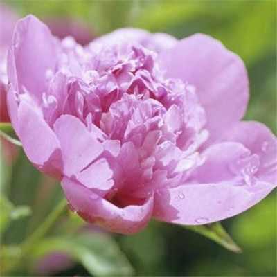 The most auspicious and beautiful profile picture on WeChat, peony, rich and noble, blooming peony picture, WeChat profile picture
