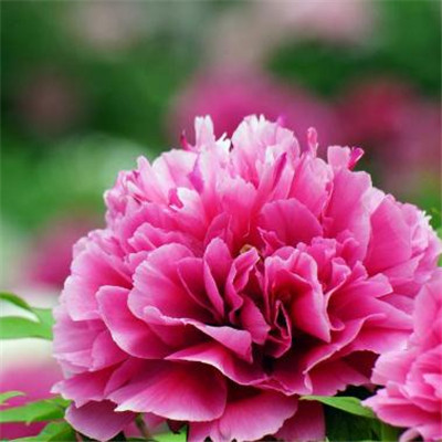 The most auspicious and beautiful profile picture on WeChat, peony, rich and noble, blooming peony picture, WeChat profile picture