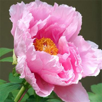 The most auspicious and beautiful profile picture on WeChat, peony, rich and noble, blooming peony picture, WeChat profile picture