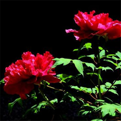 The most auspicious and beautiful profile picture on WeChat, peony, rich and noble, blooming peony picture, WeChat profile picture