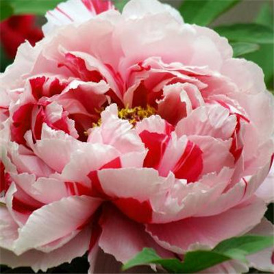 The most auspicious and beautiful profile picture on WeChat, peony, rich and noble, blooming peony picture, WeChat profile picture