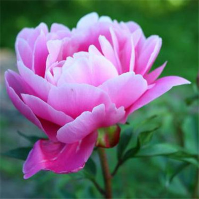 The most auspicious and beautiful profile picture on WeChat, peony, rich and noble, blooming peony picture, WeChat profile picture