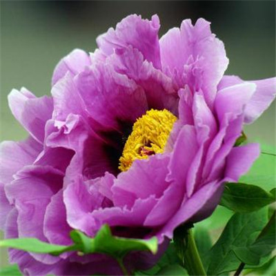 The most auspicious and beautiful profile picture on WeChat, peony, rich and noble, blooming peony picture, WeChat profile picture