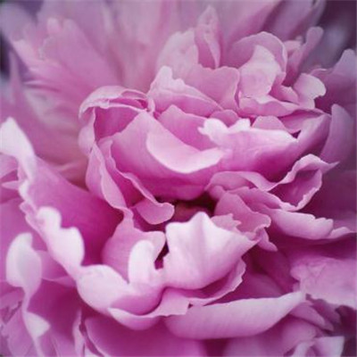 The most auspicious and beautiful profile picture on WeChat, peony, rich and noble, blooming peony picture, WeChat profile picture