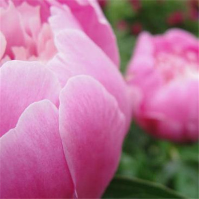 The most auspicious and beautiful profile picture on WeChat, peony, rich and noble, blooming peony picture, WeChat profile picture