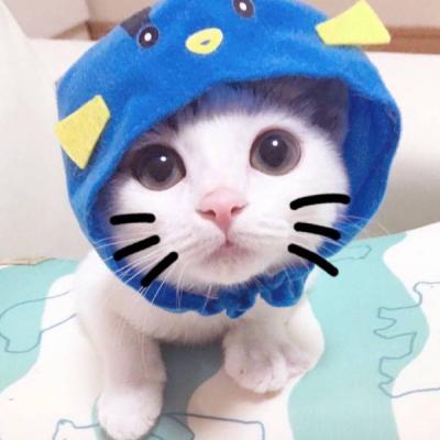 WeChat animal avatar, cute and adorable kitten, with long flesh, has a kind of chest flushing effect