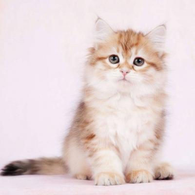 WeChat animal avatar, cute and adorable kitten, with long flesh, has a kind of chest flushing effect