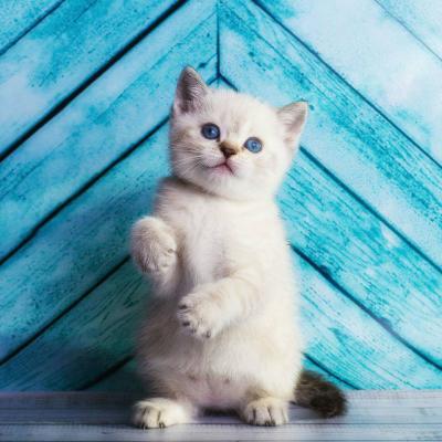 WeChat animal avatar, cute and adorable kitten, with long flesh, has a kind of chest flushing effect