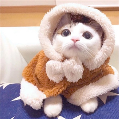 WeChat animal avatar, cute and adorable kitten, with long flesh, has a kind of chest flushing effect