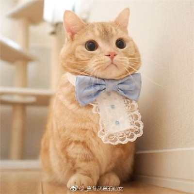 WeChat animal avatar, cute and adorable kitten, with long flesh, has a kind of chest flushing effect