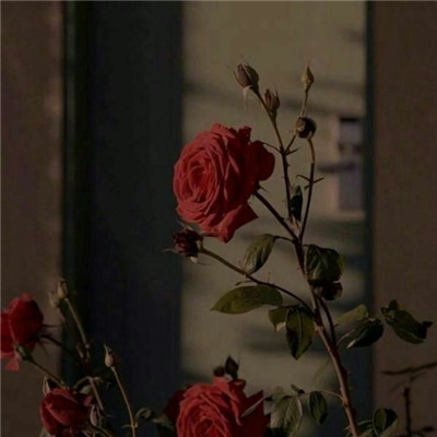 WeChat Avatar Beautiful Artistic Conception Rose Series Report: Are You Holding Up to Hug You