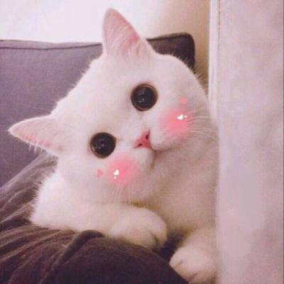 High definition cute and adorable pet animal, little cat, WeChat avatar, Yuelao, remember to beat me to death next time