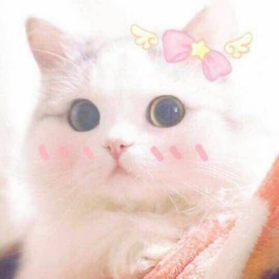 High definition cute and adorable pet animal, little cat, WeChat avatar, Yuelao, remember to beat me to death next time