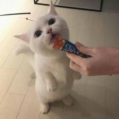 High definition cute and adorable pet animal, little cat, WeChat avatar, Yuelao, remember to beat me to death next time