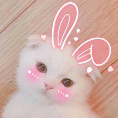 High definition cute and adorable pet animal, little cat, WeChat avatar, Yuelao, remember to beat me to death next time