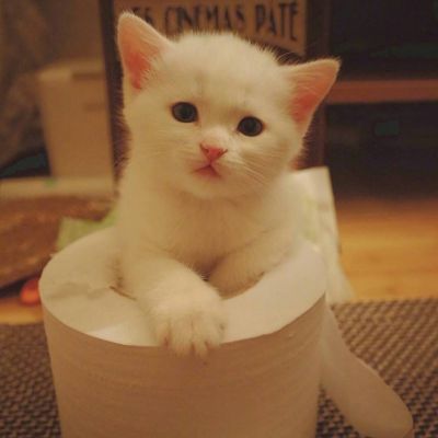 High definition cute and adorable pet animal, little cat, WeChat avatar, Yuelao, remember to beat me to death next time