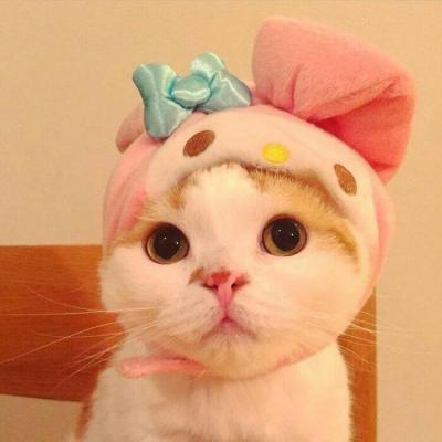 High definition cute and adorable pet animal, little cat, WeChat avatar, Yuelao, remember to beat me to death next time