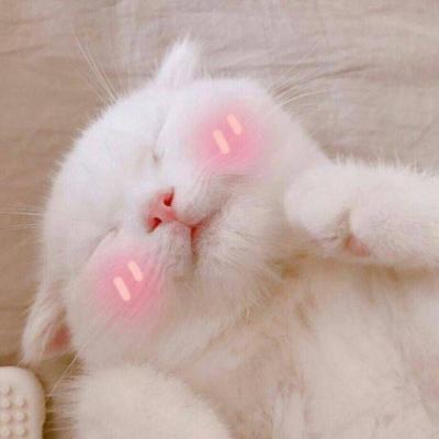 High definition cute and adorable pet animal, little cat, WeChat avatar, Yuelao, remember to beat me to death next time