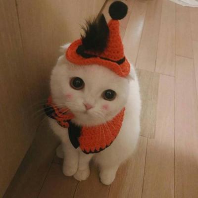 High definition cute and adorable pet animal, little cat, WeChat avatar, Yuelao, remember to beat me to death next time